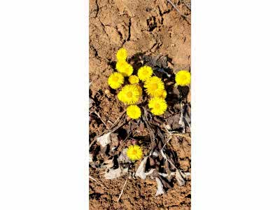 Пошив штор пример 2578 : 8