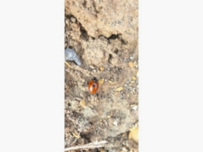 Пошив штор пример 2578 : 7